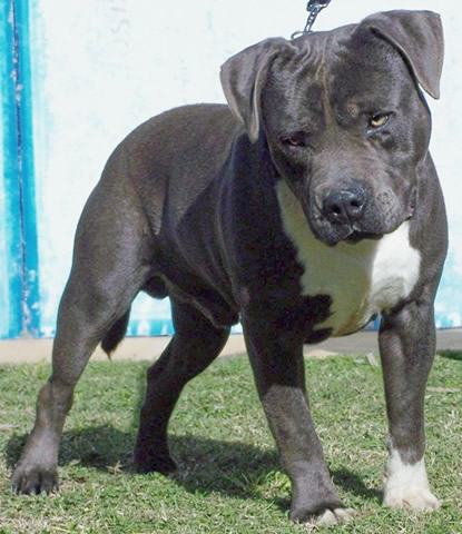 DDDawgs Skull Crusher